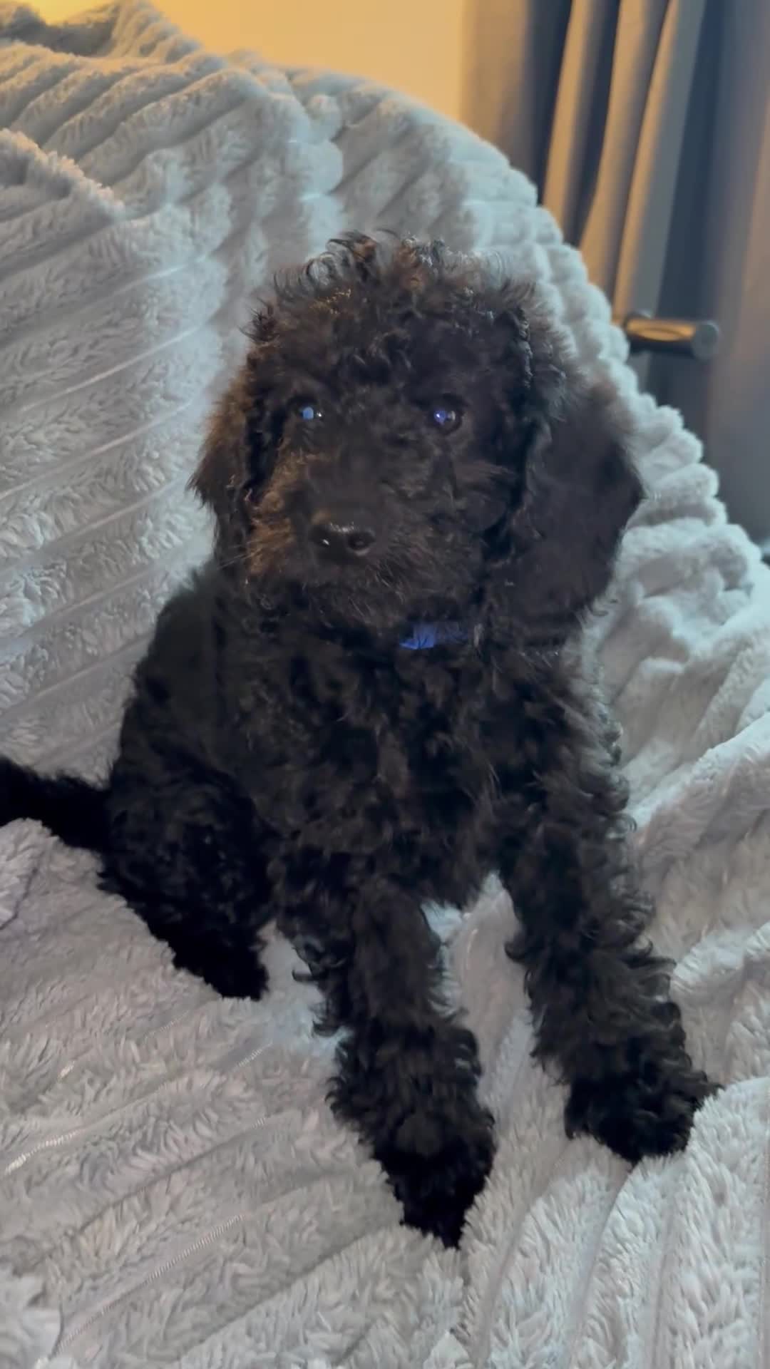 Labradoodle dogs for sale: 5* F1B Mini Labradoodles 1 LEFT READY TO LEAVE NOW - Video 1
