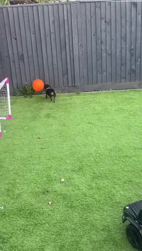 Miniature Dachshund dogs for adoption: 💙🐶 BUDDY – 4 yo Miniature Dachshund🐶💙 - Video 1