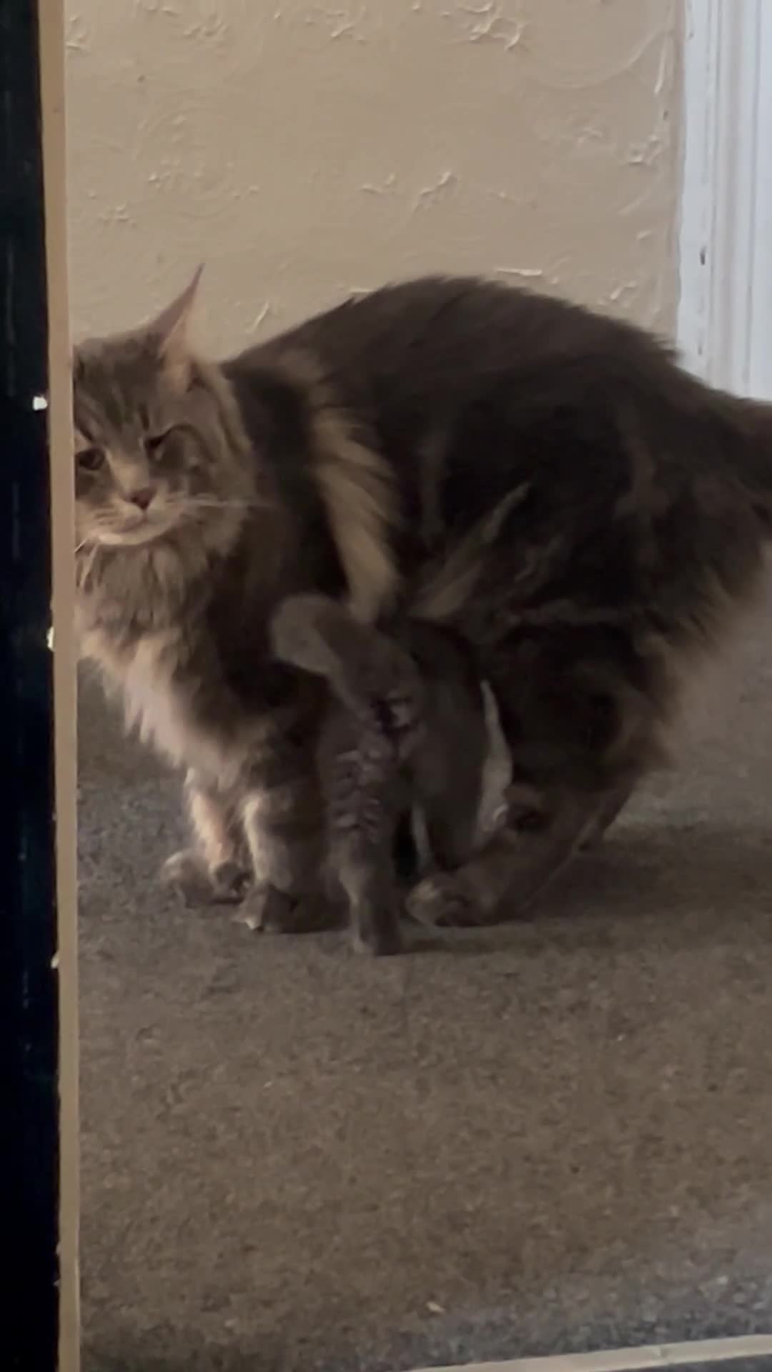 Maine Coon cats for sale: Maine coon kittens - Video 1