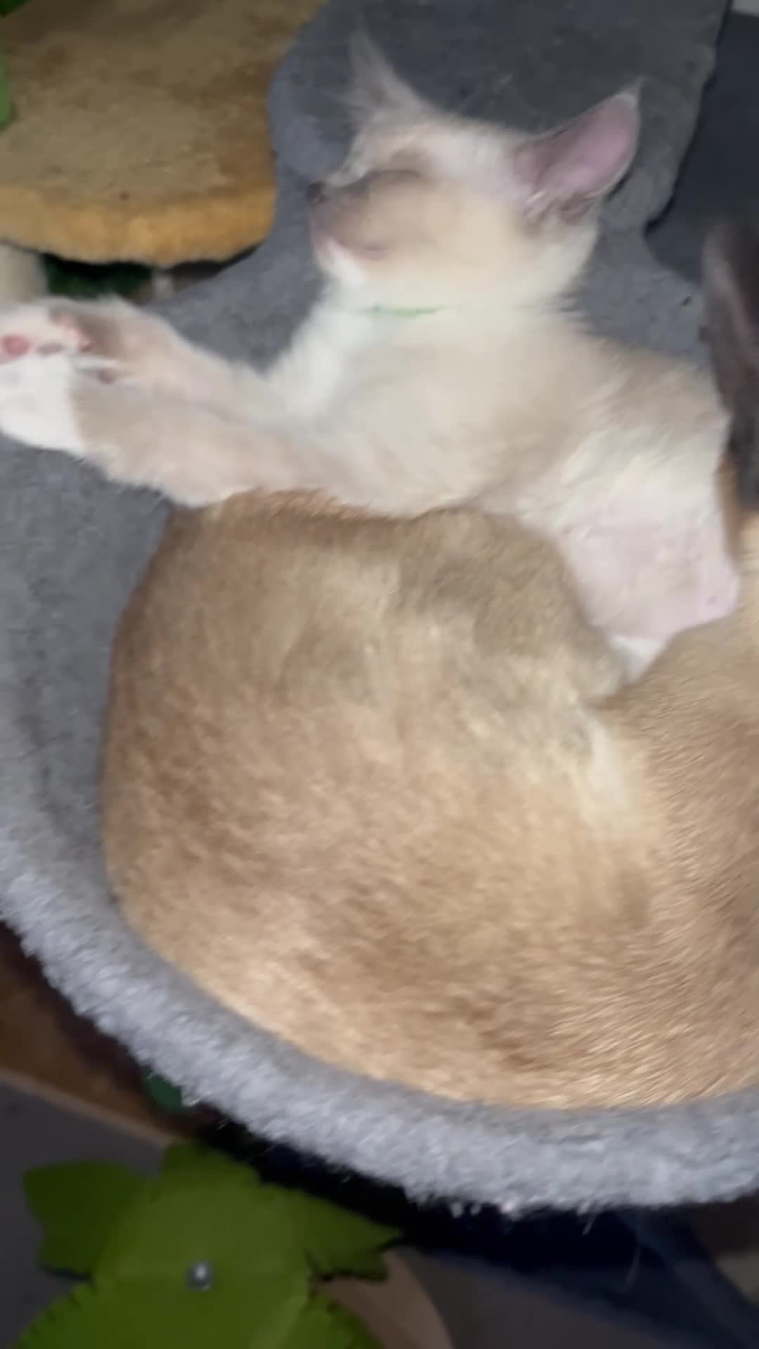 Ragamese cats for sale: 5 Stunning Ragamese Kittens - Video 1