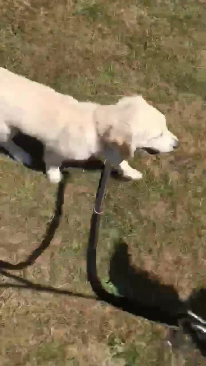 Golden Retriever dogs for sale: Fully vaccinated championline puppies- ready now in London - Video 1