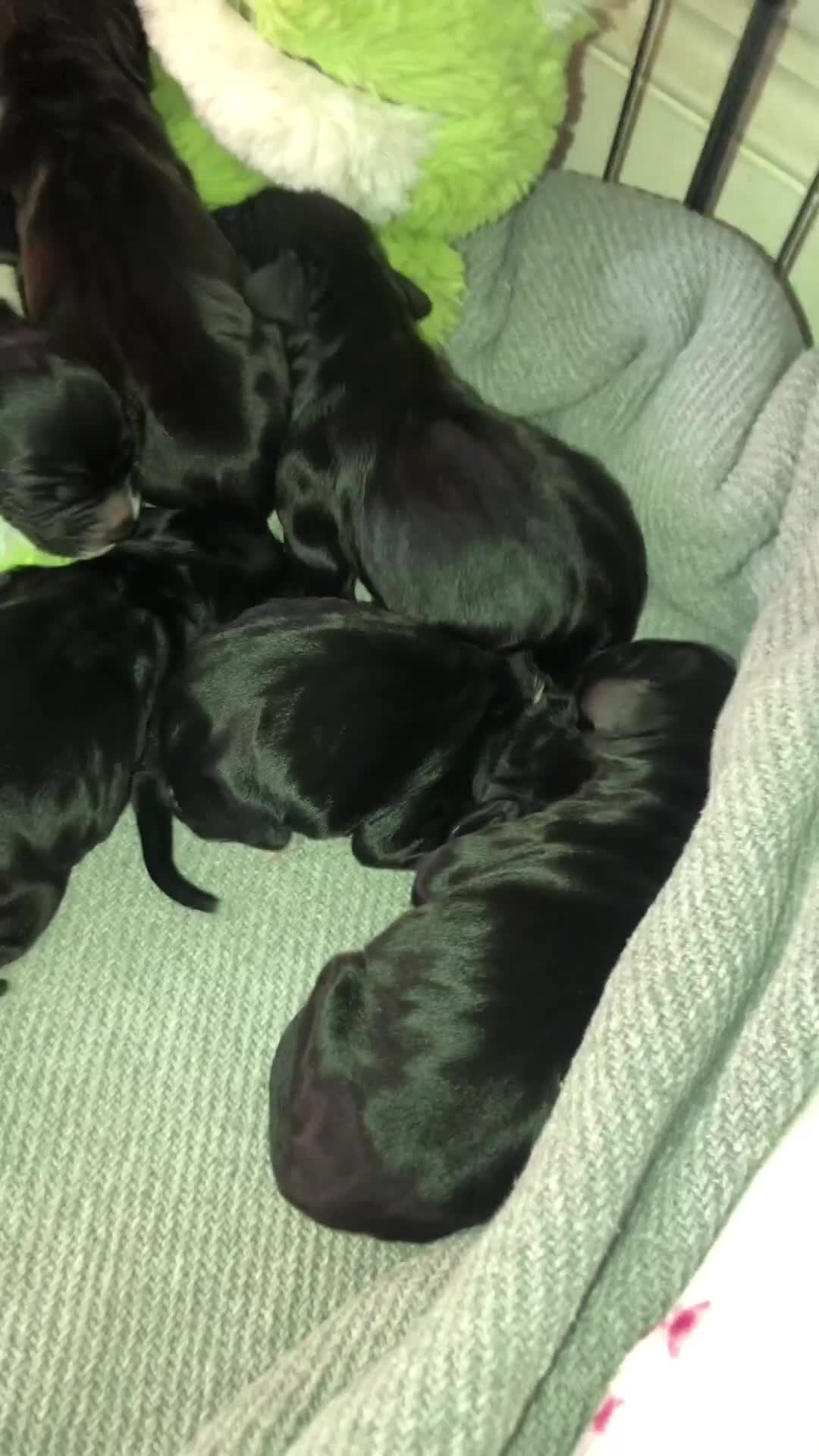 Cocker Spaniel dogs for sale: Cocker spaniel puppies 🐶  - Video 2