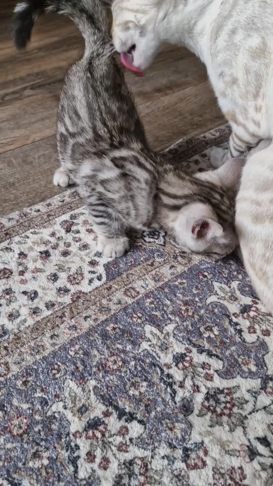 Bengal cats for sale: Silver tica registered bengals - Video 4
