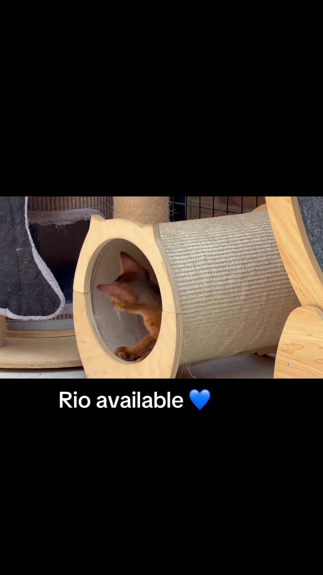 Abyssinian cats for sale: LAST BOY😻 - Video 1