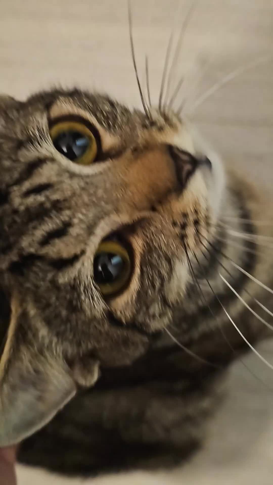 Mixed Breed cats for sale: Mid & long hair black kittens - Video 1