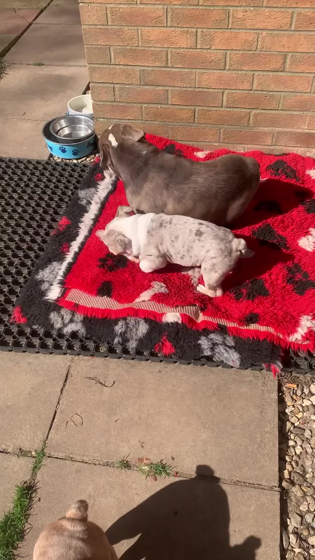 English Bulldog dogs for sale: Happy healthy English bulldog babies  in Spalding - Video 1