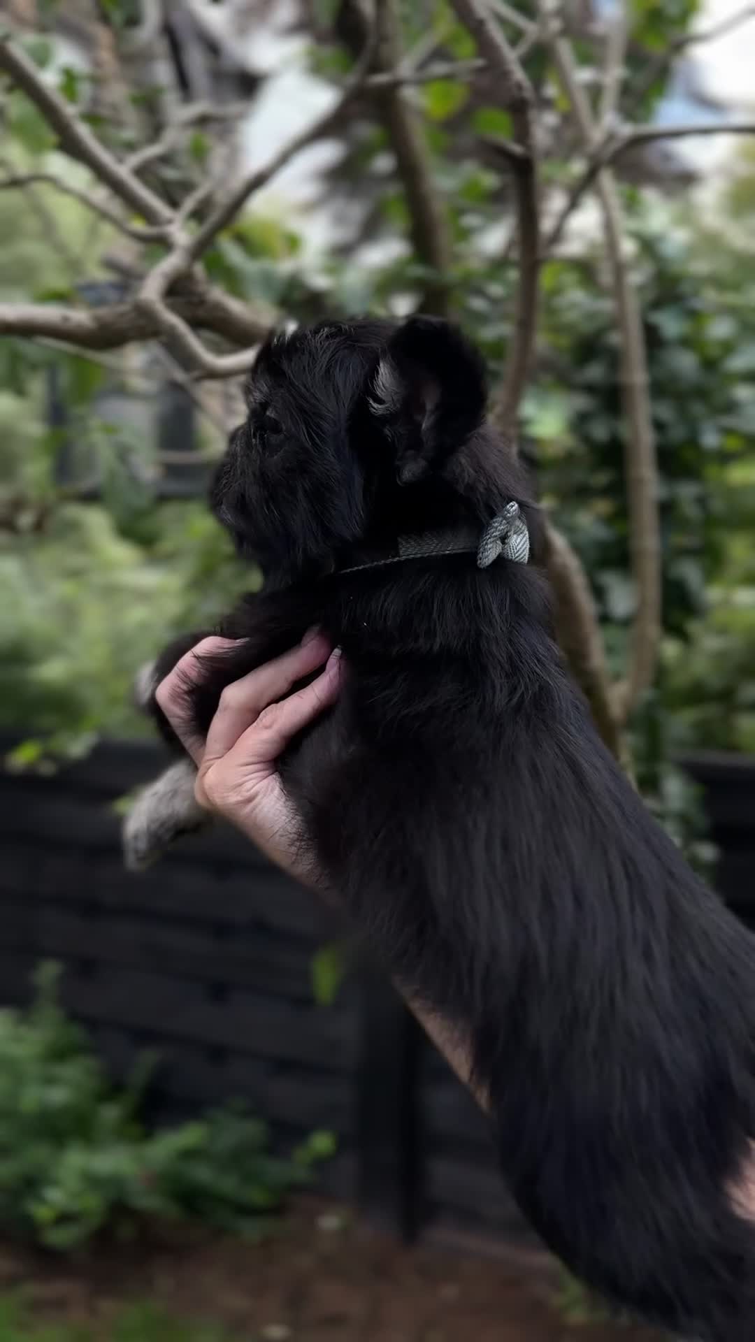 French Bulldog dogs for sale: FLUFFY FRENCHIE 🧸 YORKSHIRE'S RAREST LONG-HAIRED - Video 1
