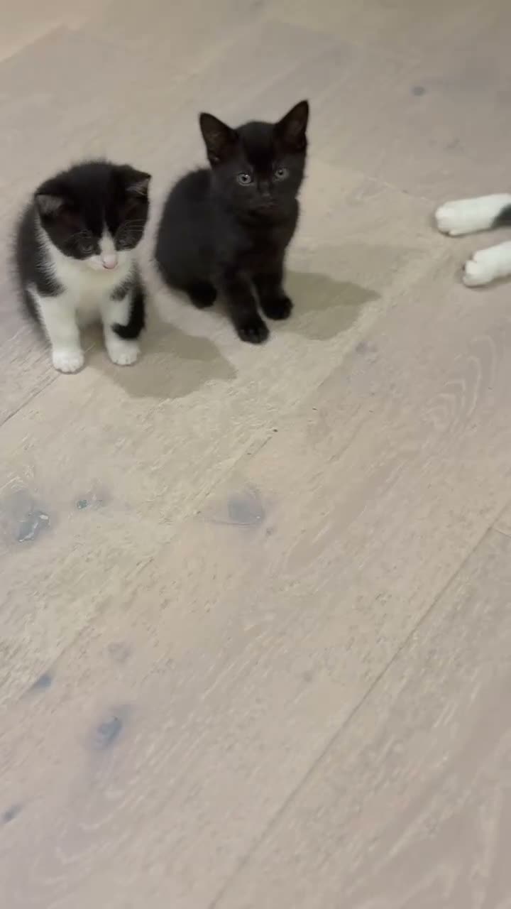 British Shorthair cats for sale: British shorthair mixed kittens looking for homes - Video 1