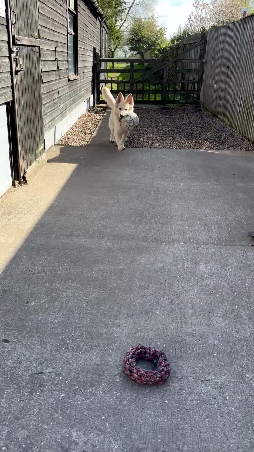German Shepherd dogs for sale: White Apricot/Cream 3yrs old (2023). - Video 1