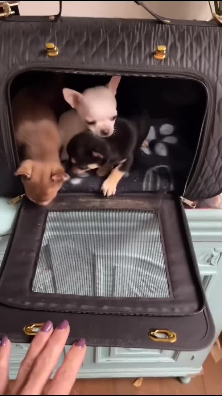 Chihuahua dogs for sale: KC Chihuahuas 🇬🇧 bloodline 5 🌟 - Video 1