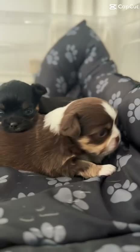 Chihuahua dogs for sale: Tiny Long Haired Chihuahua puppies  - Video 3