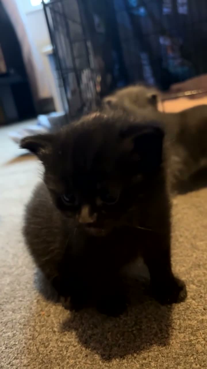Mixed Breed cats for sale: Kittens for sale  - Video 5
