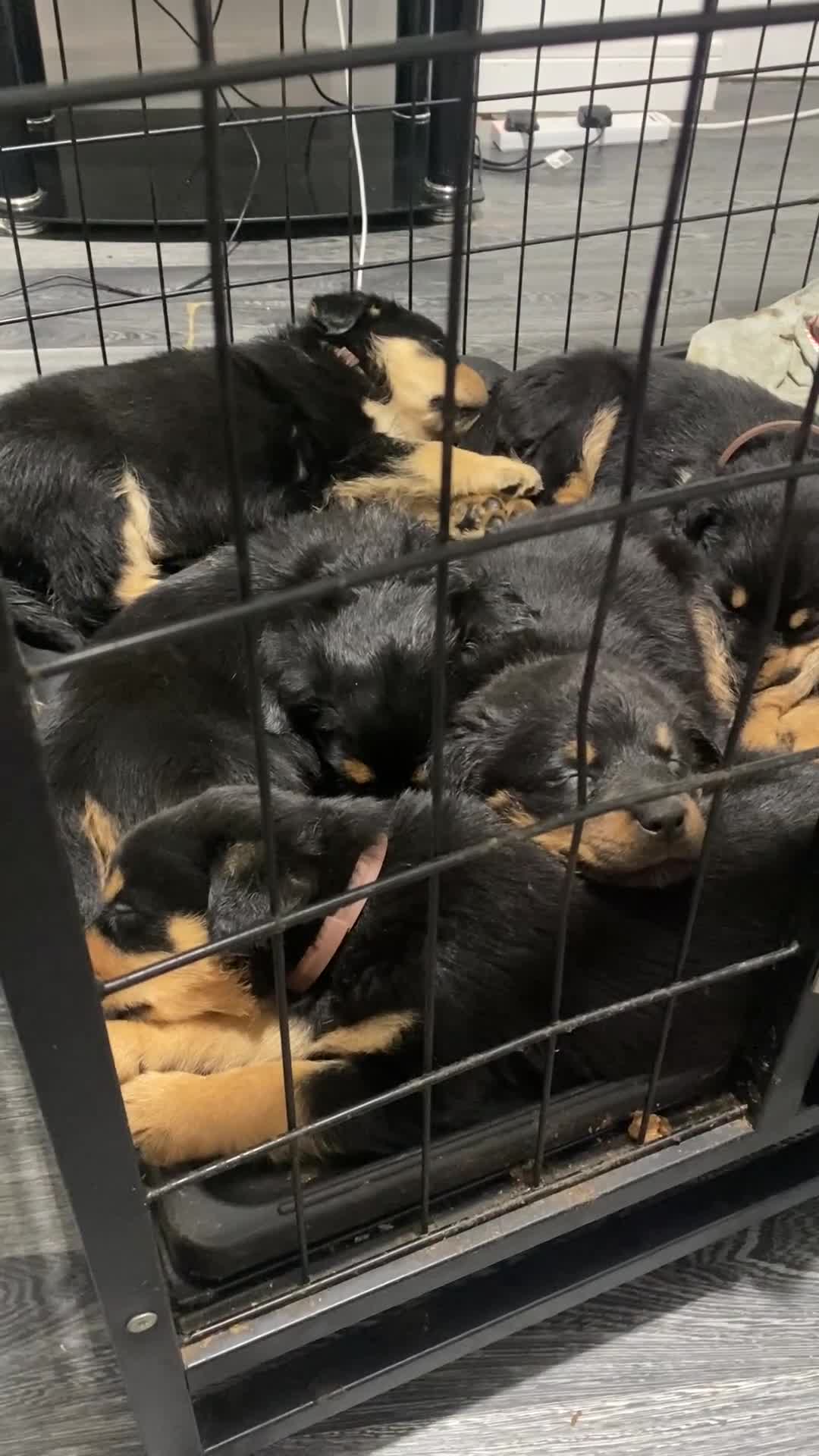 Rottweiler dogs for sale: Rottweiler puppies  in Birmingham - Video 5