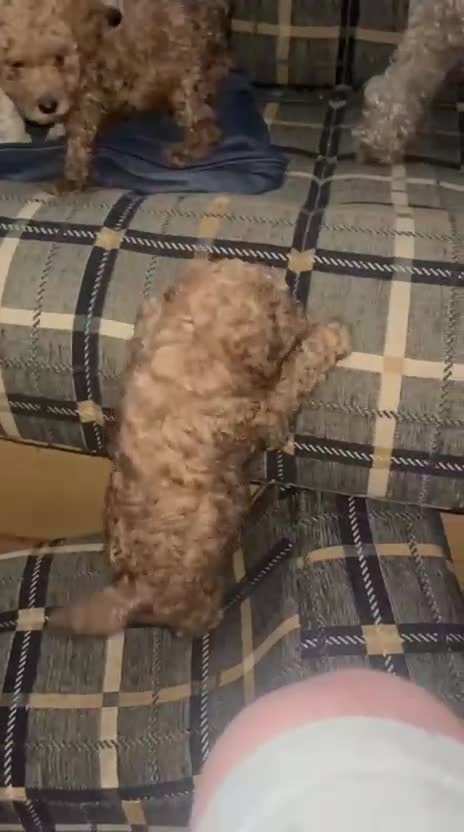 Miniature Poodle dogs for sale: 🐾 Adorable  Poodle Puppies for Sale! 🐾 - Video 2