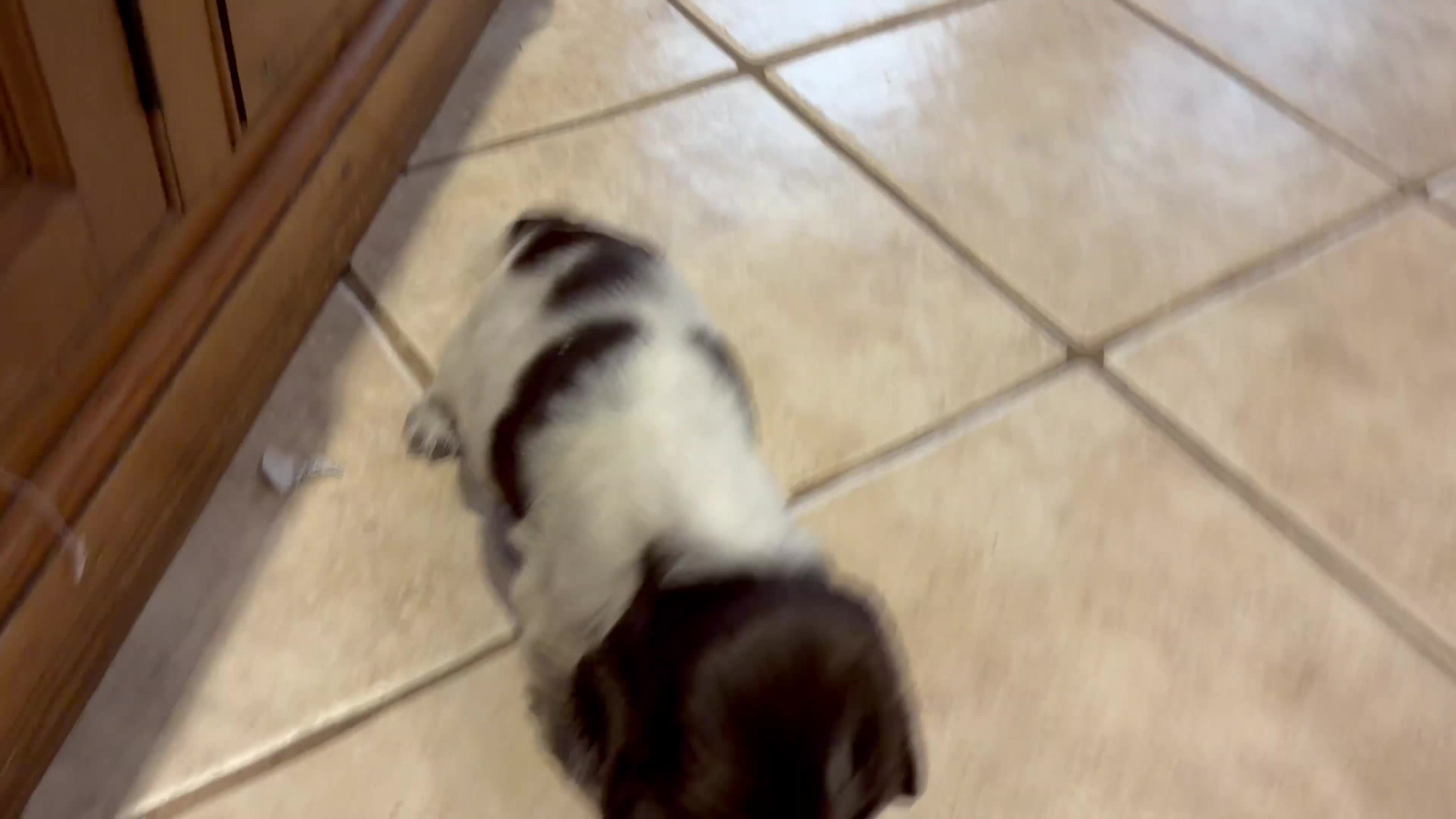 Cocker Spaniel dogs for sale: 2 left available Serbia import lines SHOW cockers  - Video 1