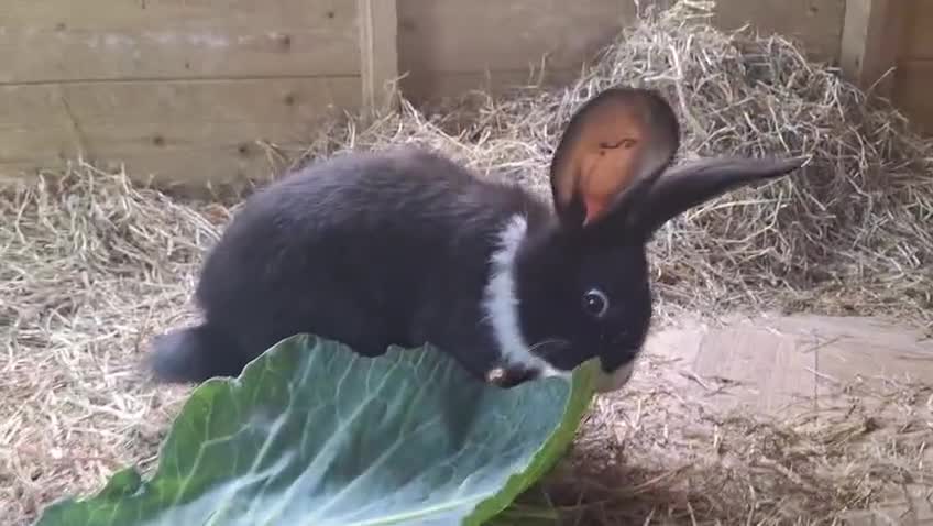Continental Giant rabbits for sale: 1 x BUCK Continental Giant - Video 1
