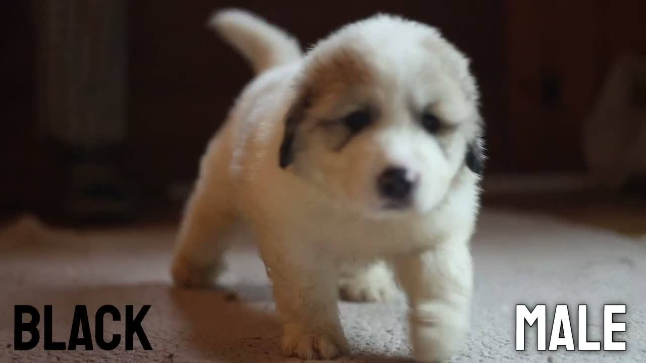 Pyrenean Mountain Dog dogs for sale: Adorable Puppies, Looking For Forever Homes! - Video 4