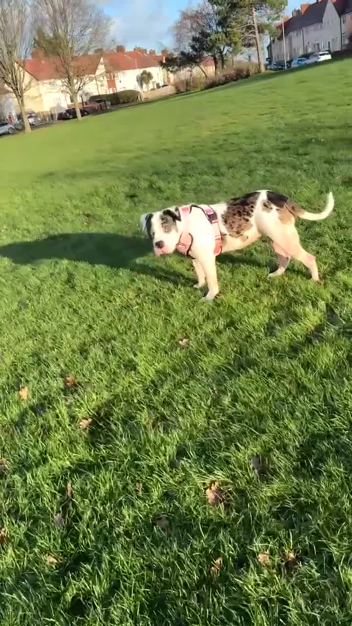 Mixed Breed dogs for sale: American bulldog - Video 3