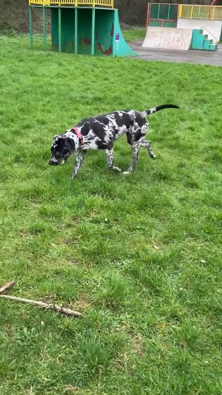 Mastiff dogs for sale: Rare merle English mastiff girl in Saint Austell - Video 1