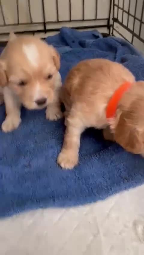 Maltipoo dogs for sale: Fully dna tested Maltipoos  - Video 2