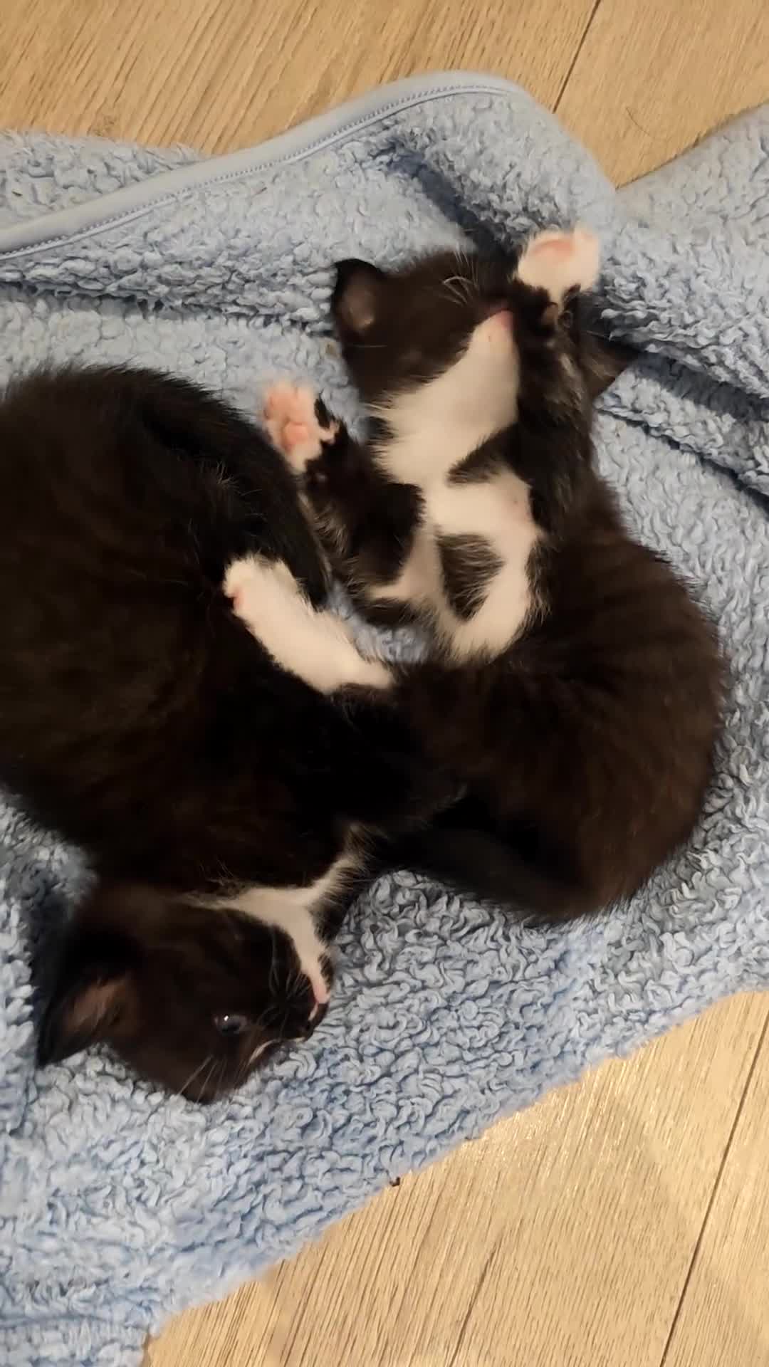 Ragdoll cats for sale: Two Gorgeous Female Kittens Looking for Their Home - Video 2