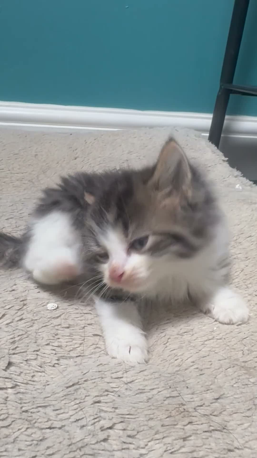 Maine Coon cats for sale: Stunning Maine Coon X Kittens! - Video 3