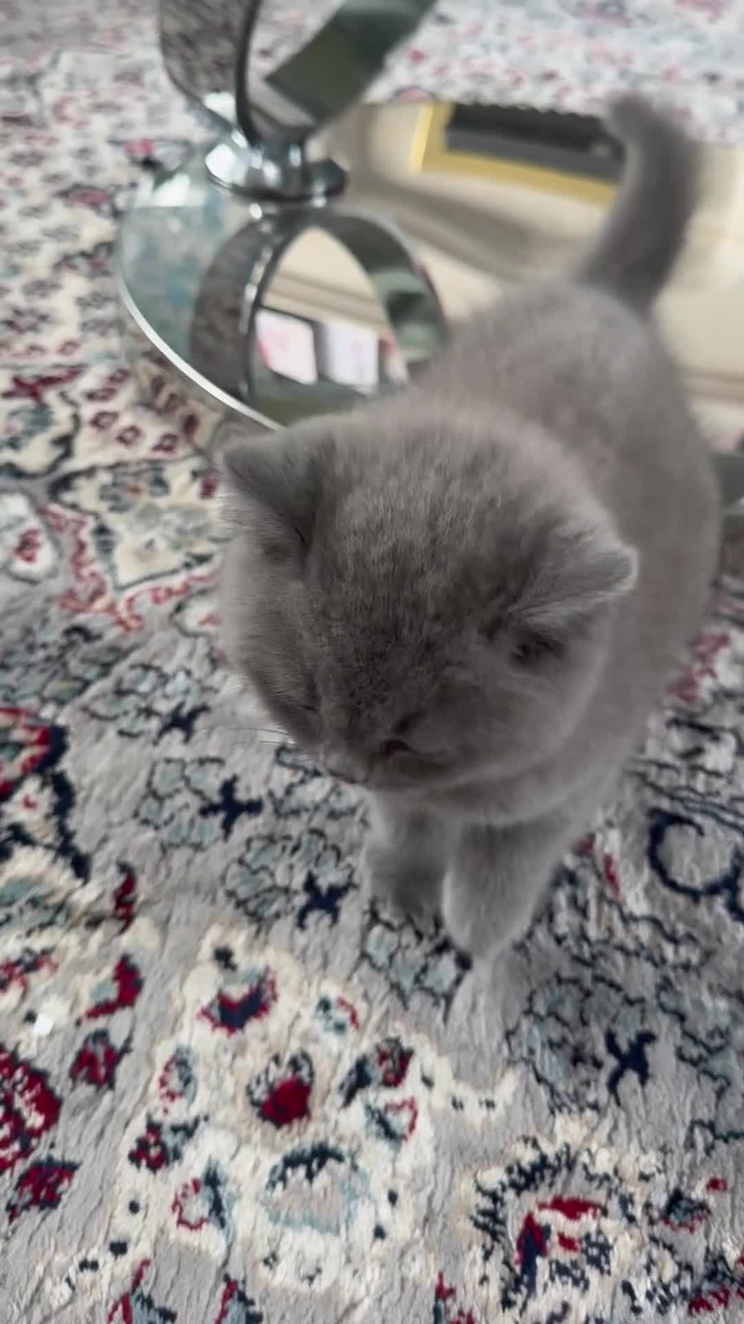 Brazilian Shorthair cats for sale: BRITISH BLUE KITTEN - Video 1