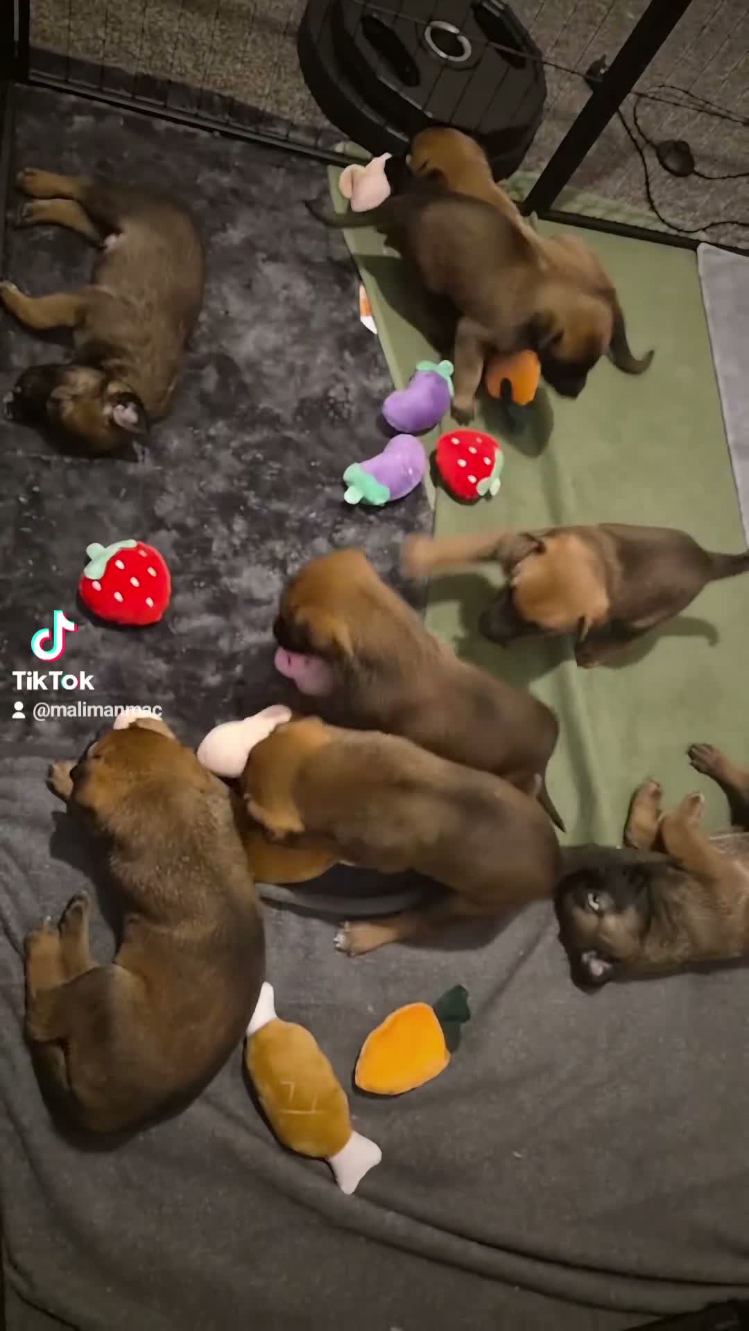 Belgian Shepherd Dog dogs for sale: Looking for loving homes 🏡💕 - Video 2