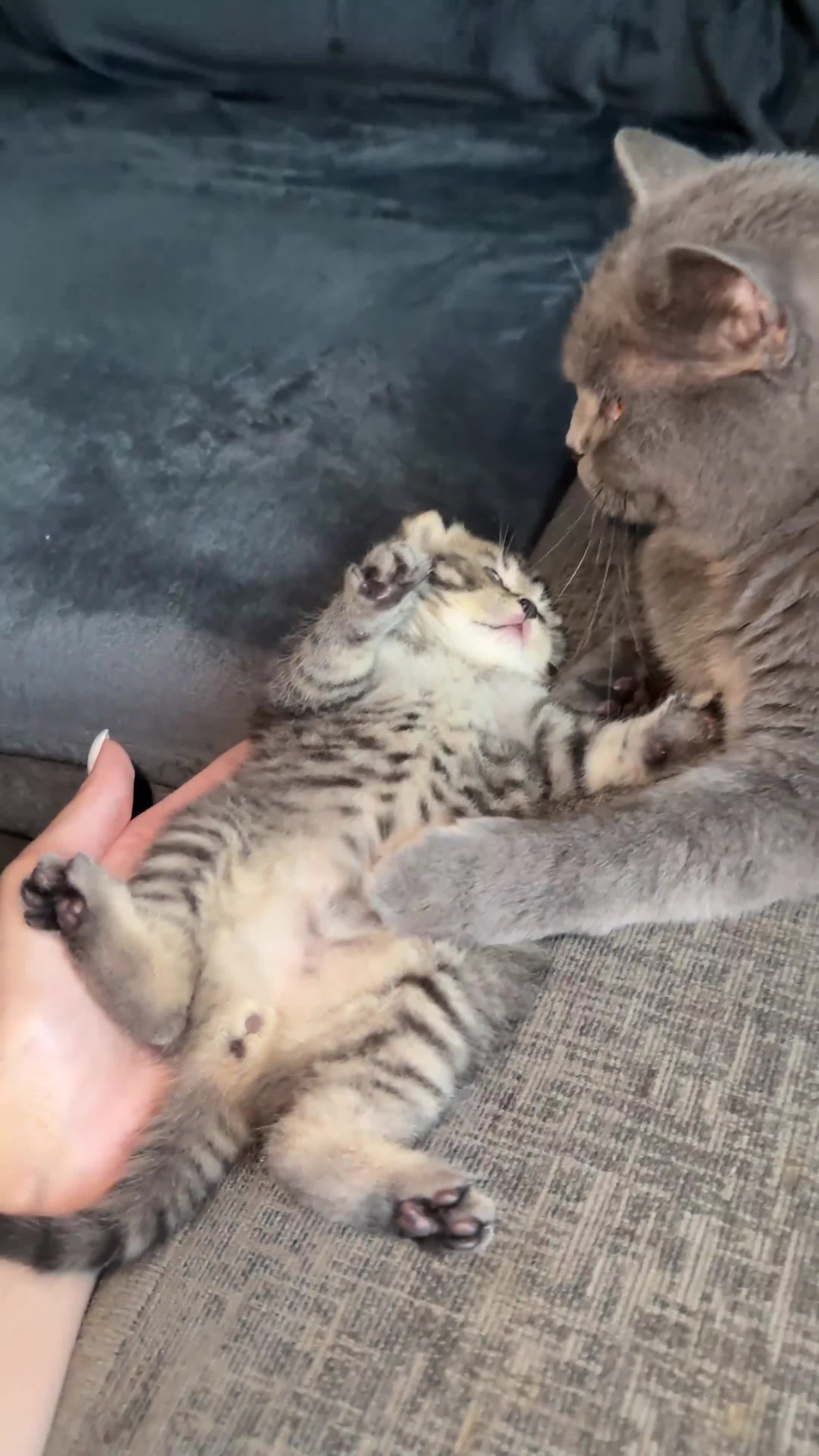 British Shorthair cats for sale: Beautiful British Shorthair Boy – Ready Now! in London - Video 1