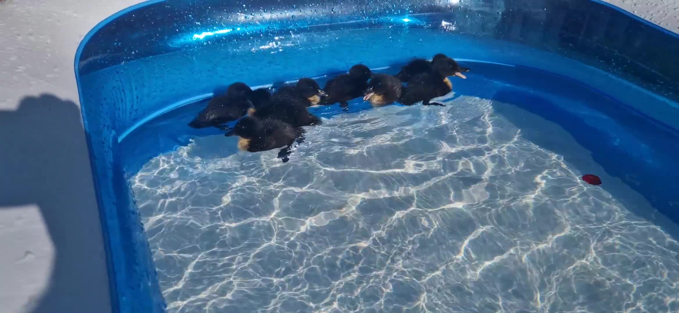 Mixed Breed poultry for sale: Duckling f4 sale in Wigan - Video 1
