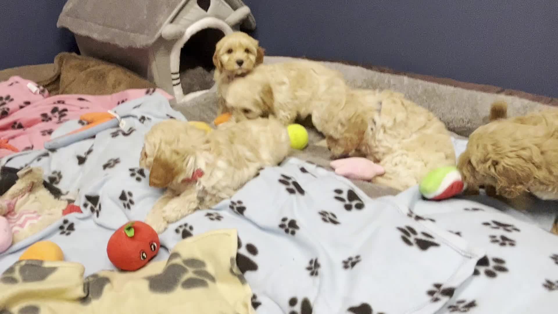 Cavapoochon dogs for sale: Cavapoochon puppies ready for new forever home💕 - Video 1