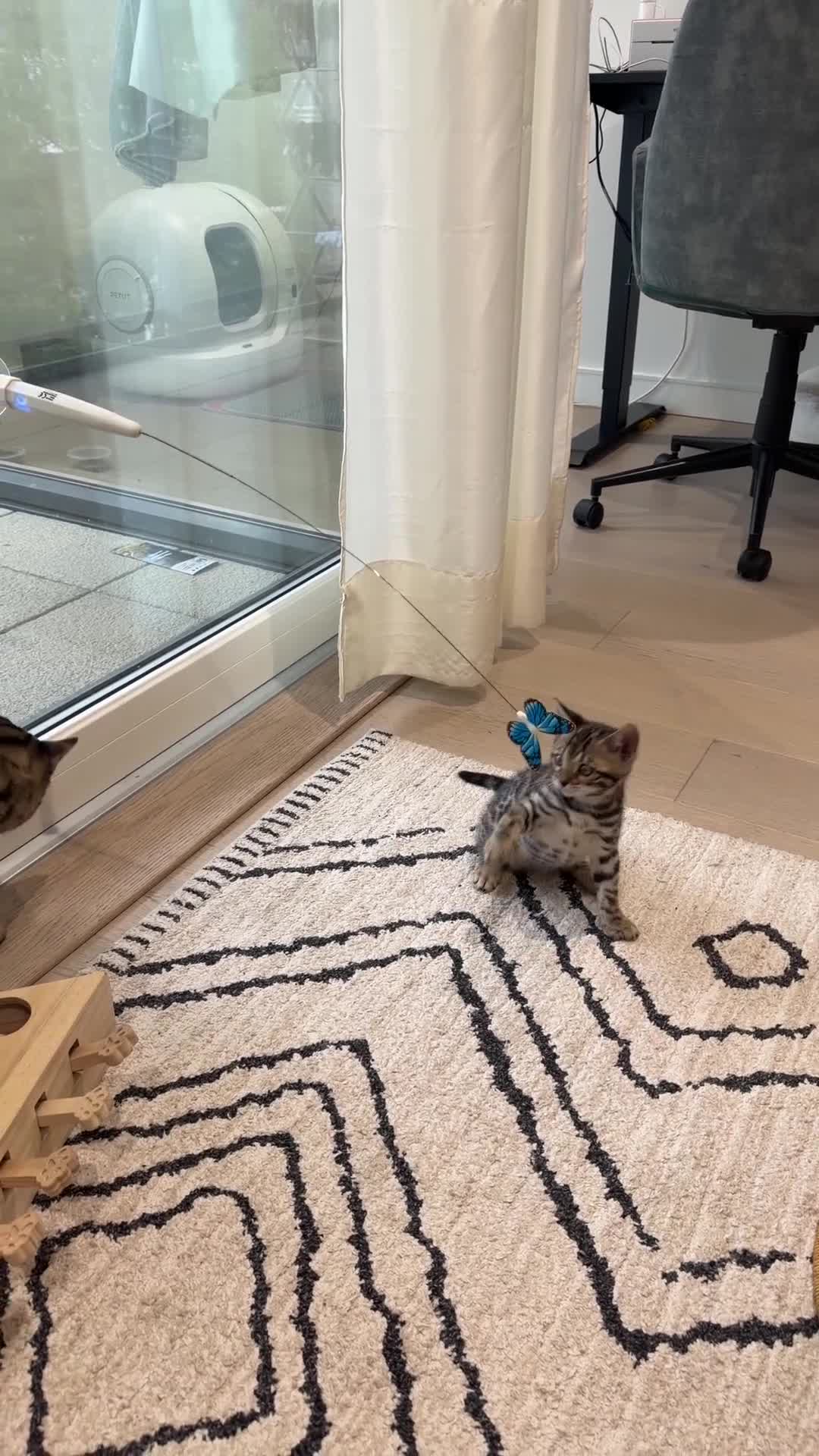 Bengal cats for sale: 🌟 Stunning Female Bengal Kittens Available! 🌟 - Video 1