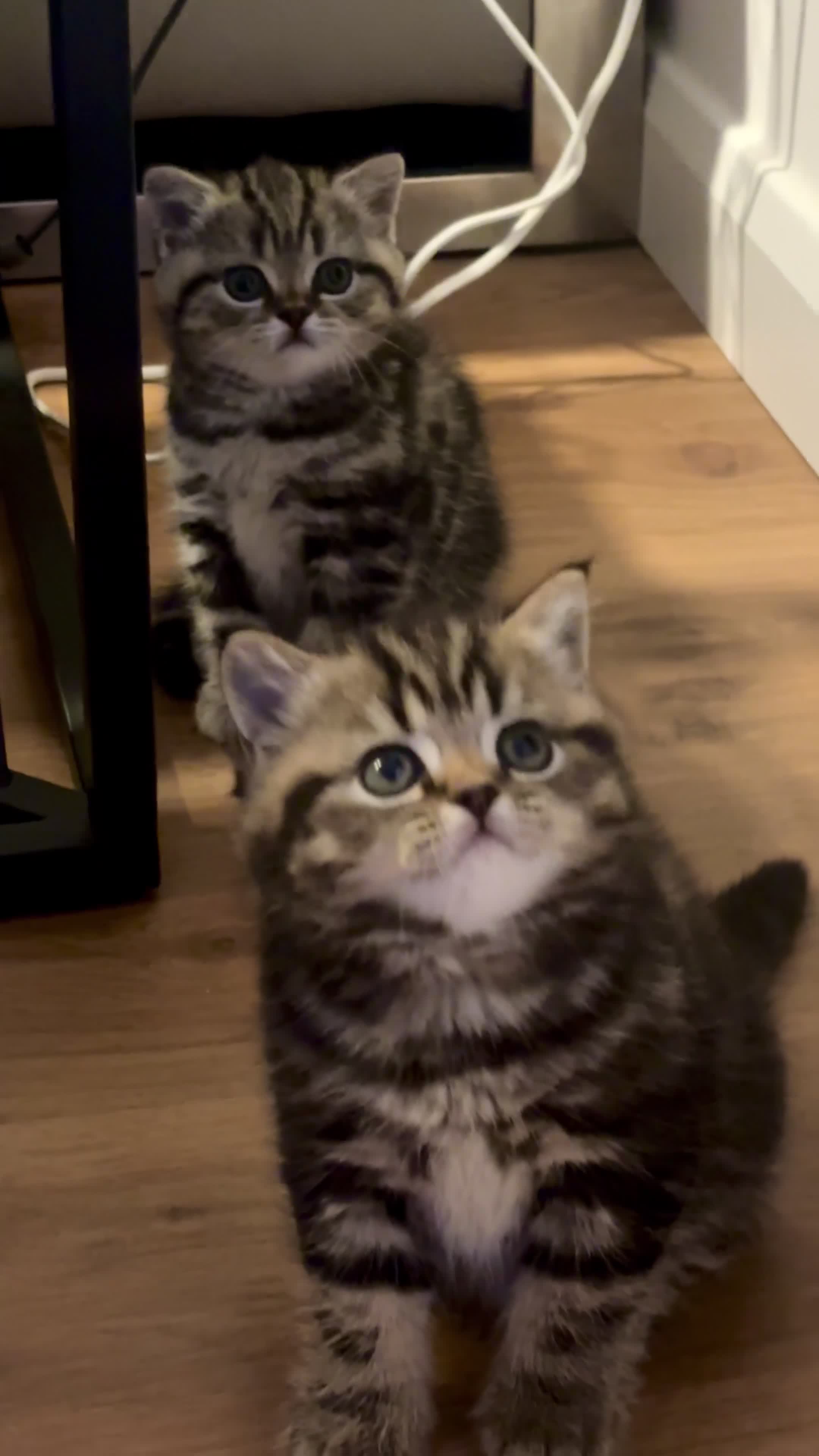 British Shorthair cats for sale: Sunning BSH kittens - ready for  **   - Video 1