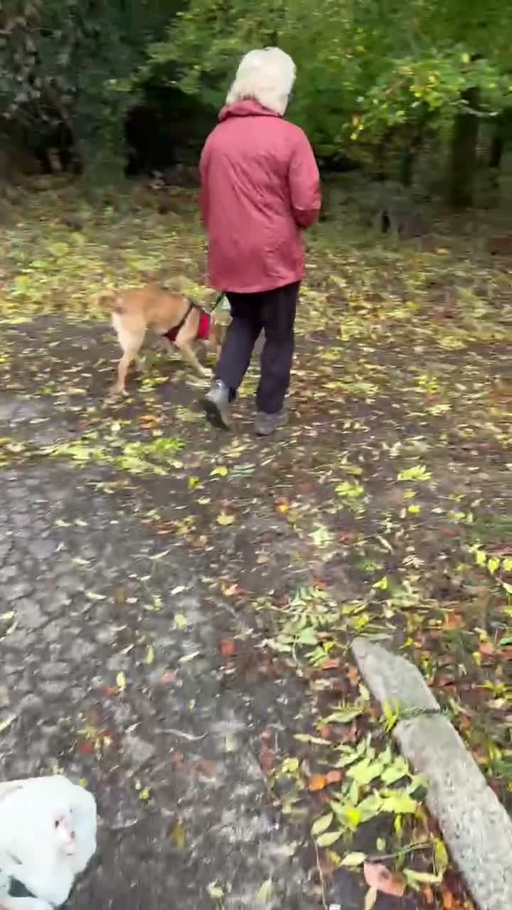 Mixed Breed dogs for adoption: Caesar for adoption in Leighton Buzzard - Video 1