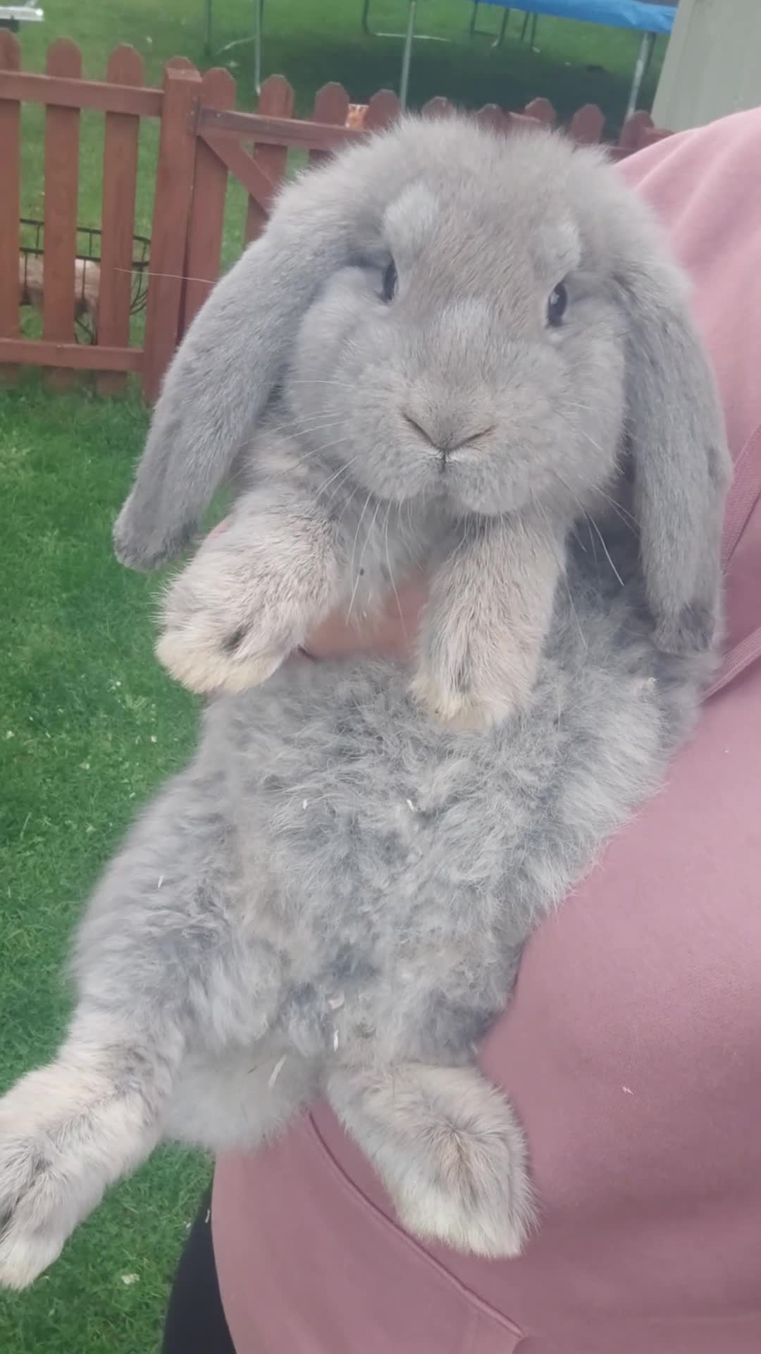 French Lop rabbits for sale: Beautiful french lop boy - Video 1