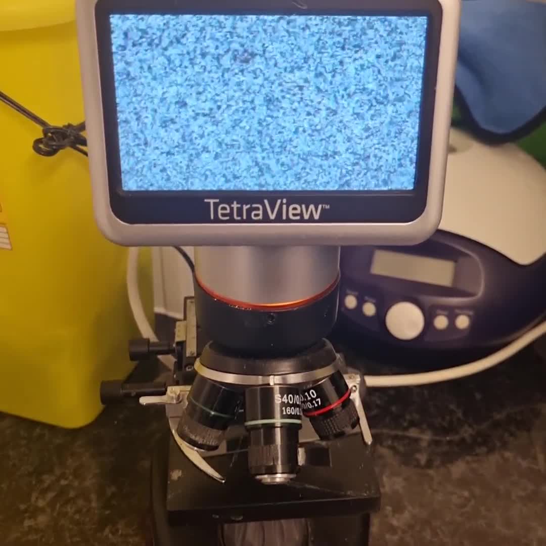 English Bulldog dogs for stud: Proven Full suit lilac and tan KC Bulldog for stud in Huddersfield - Video 3