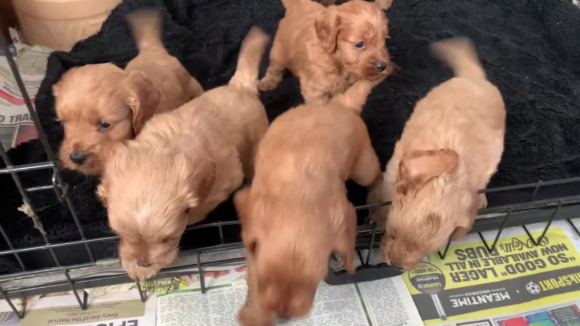 Cockapoo dogs for sale: Stunning red toy cockapoo puppies  - Video 1