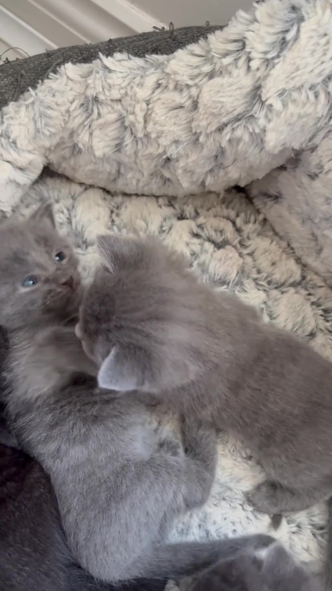 British Shorthair cats for sale: British shorthair  - Video 1
