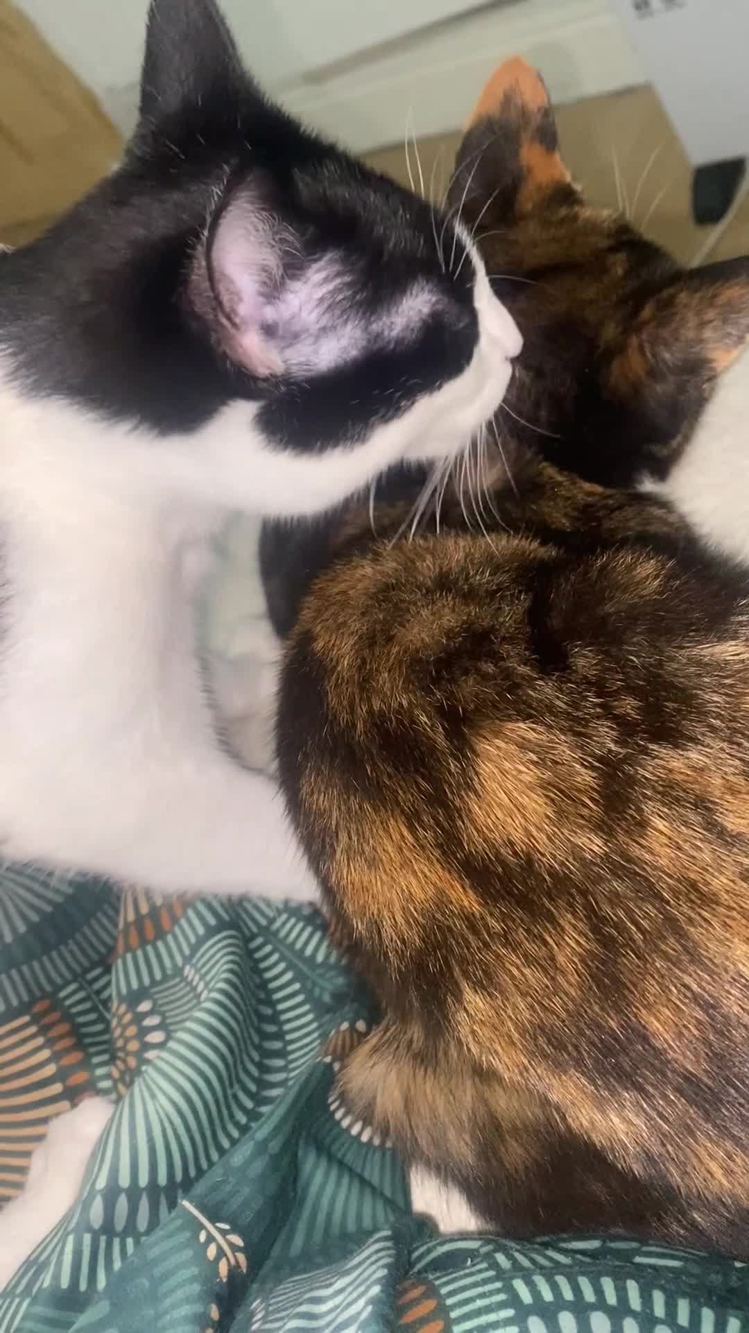 Turkish Van cats for sale: Kitten (Turkish Van X ) - Video 1