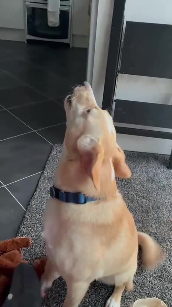 Mixed Breed dogs for adoption: Melody — A Clever, Happy Water‑Loving Girl in Aylesbury - Video 1