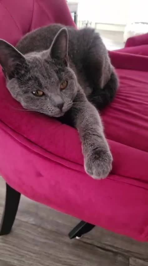 Russian Blue cats for sale: Russian blue 11 months girl for sale/exange male - Video 1