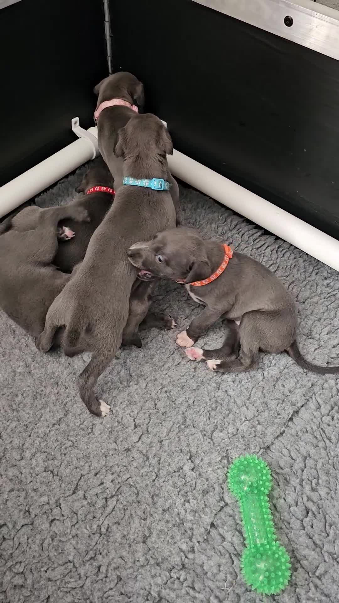 Whippet dogs for sale: excellent litter of Kc reg blue whippet puppies  - Video 3