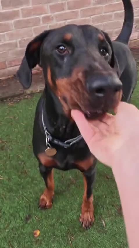 Dobermann dogs for sale: A Stunning strong KC Reg Black & Tan Doberman - Video 1