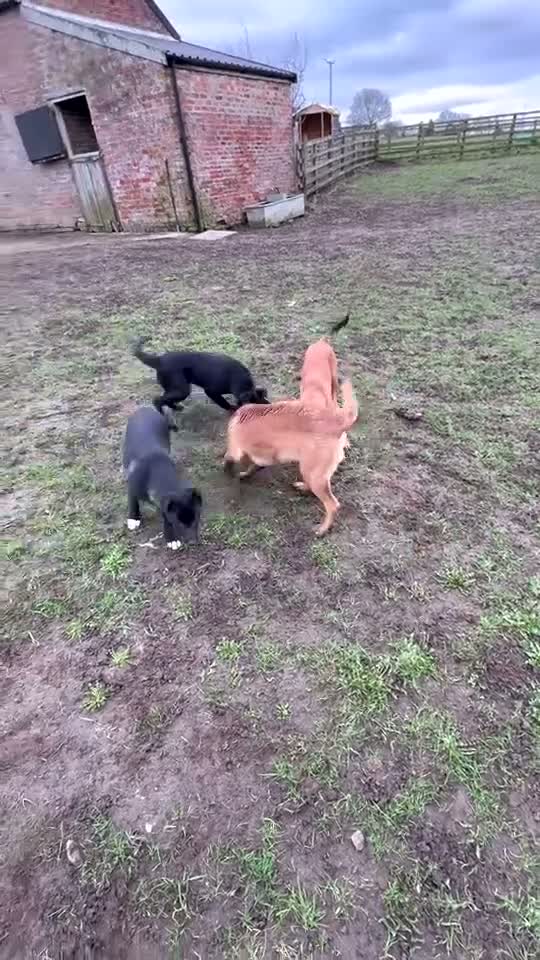 Mixed Breed dogs for sale: Belgian Malinois bitch+ mali cross pups in York - Video 1