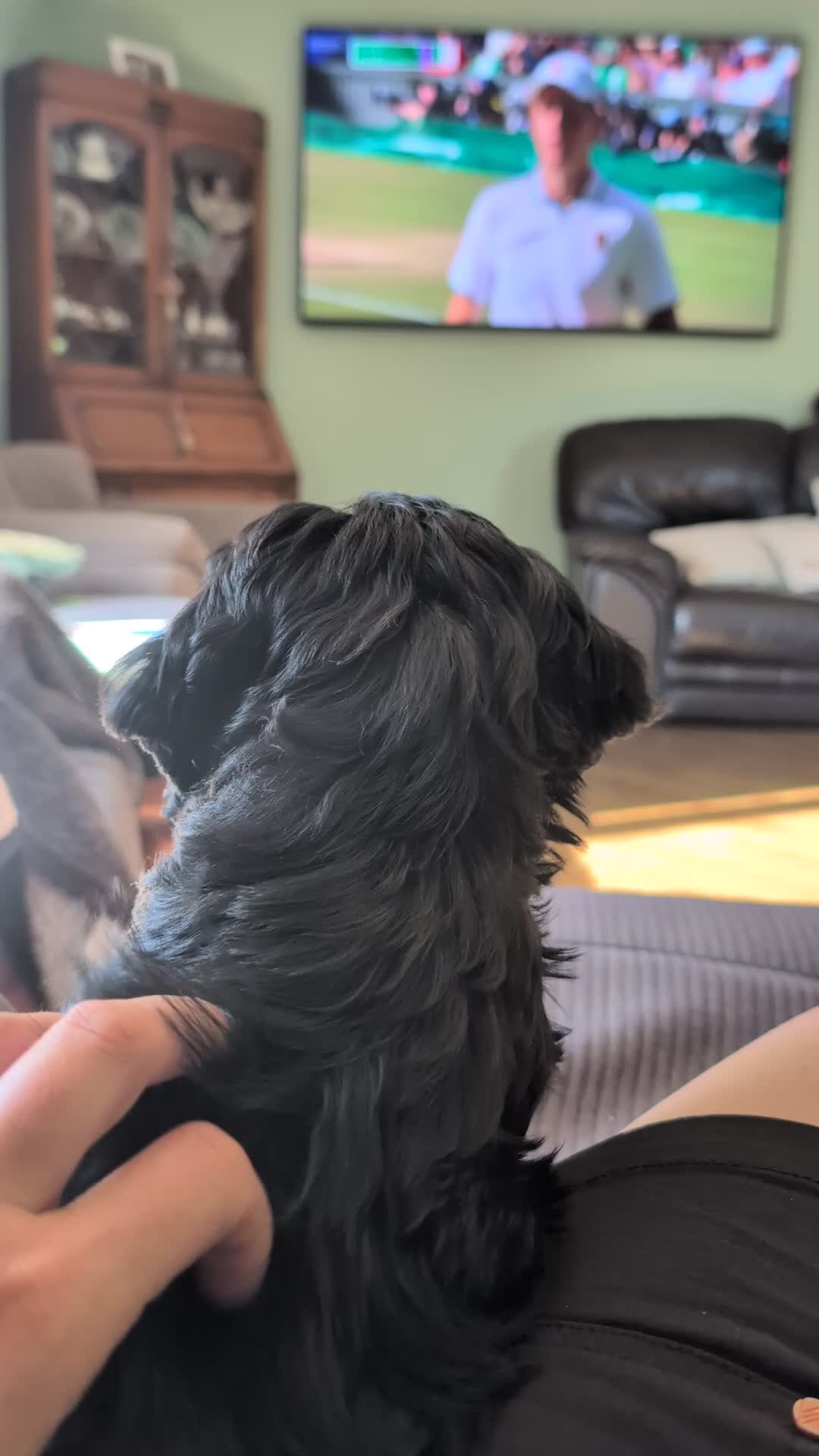 Cockapoo dogs for sale: 10 weeks old black boy ready now: Licensed breeder - Video 4