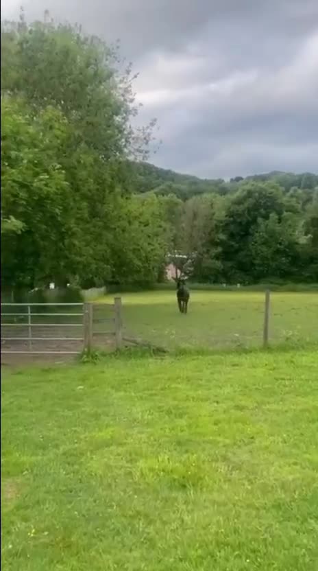 Fell horses for sale: Raven, 14h black Fell x Tb gelding in Matlock - Video 1