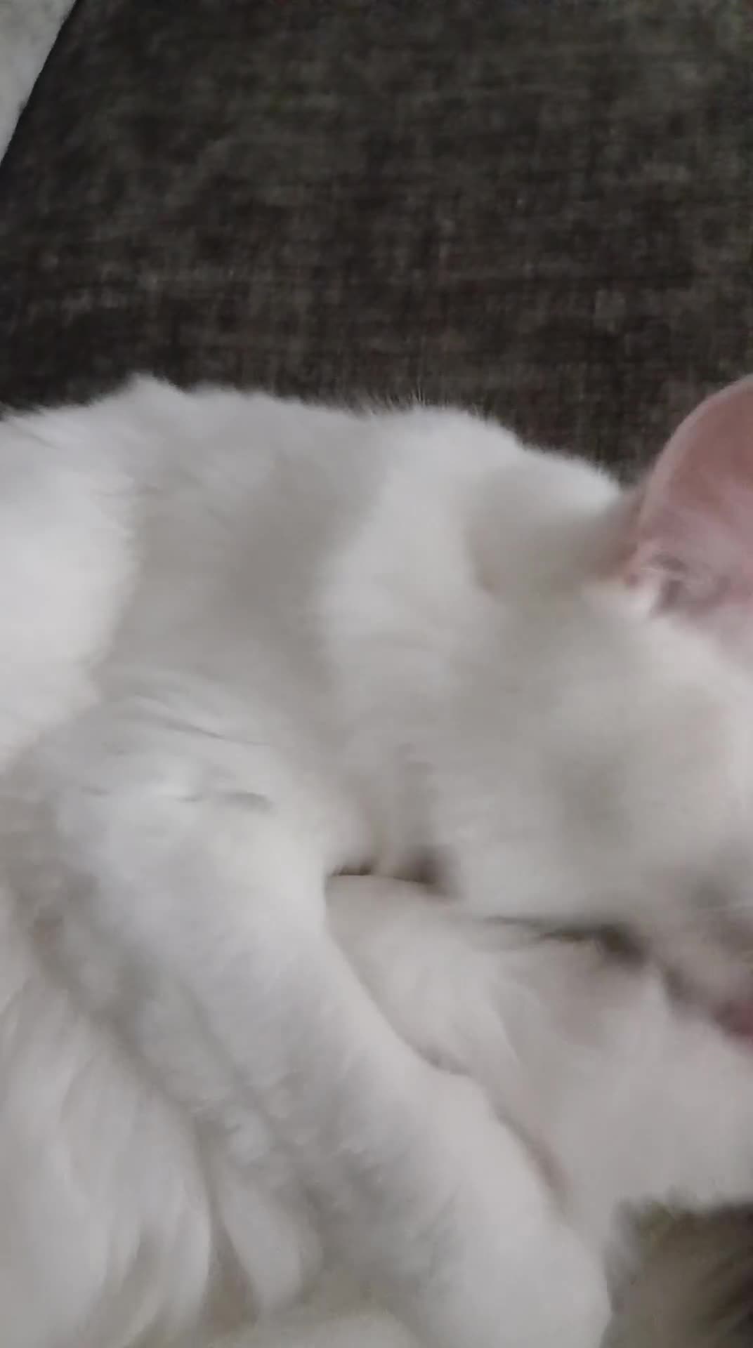 Ragdoll cats for sale: PRICE CAN BE ADJUSTED ragdoll kitten for sale  in Chessington - Video 2