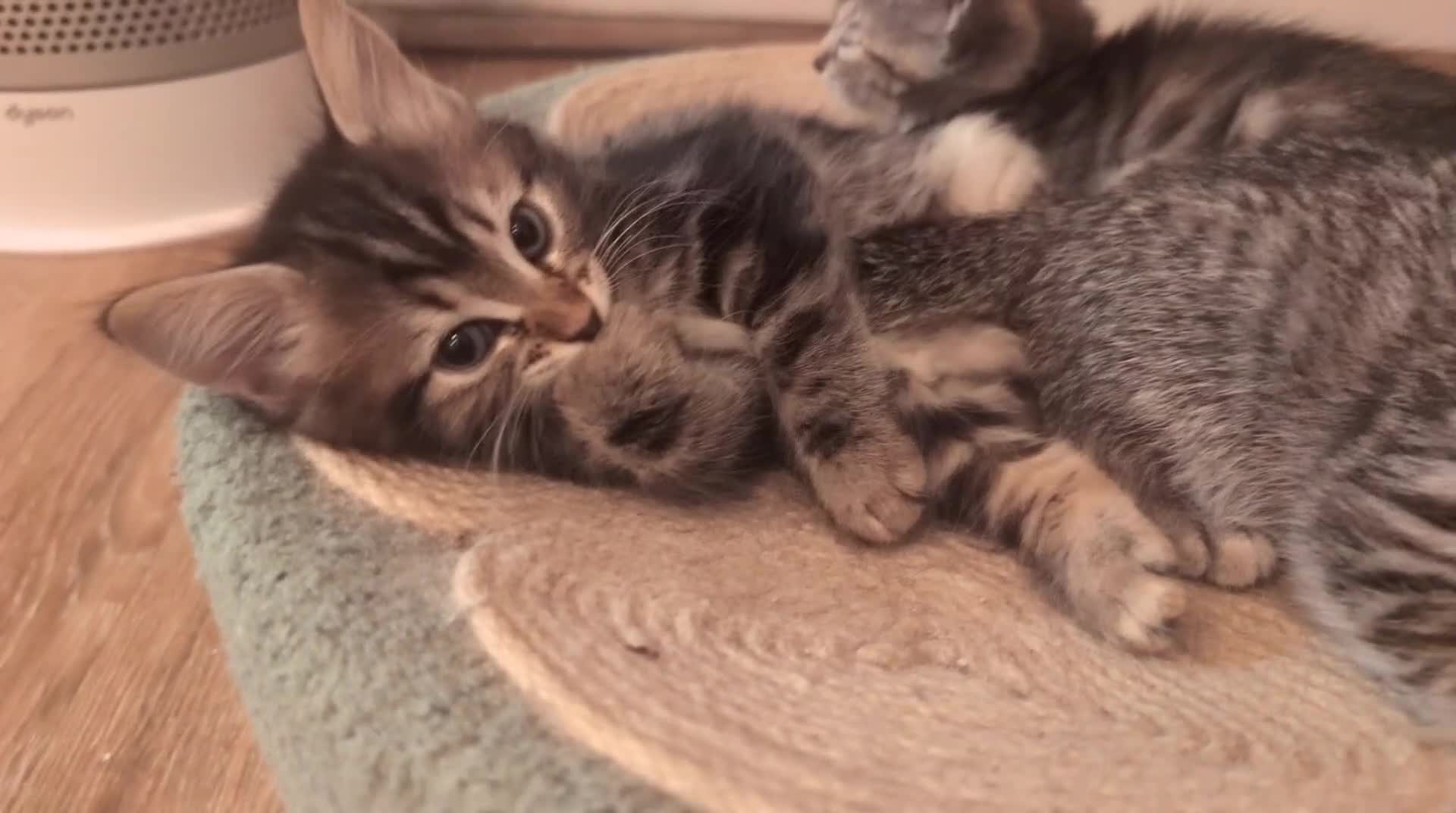 Ragdoll cats for sale: Pair of Ragdoll/Tabby Kittens ..... Bear & Tia  - Video 1