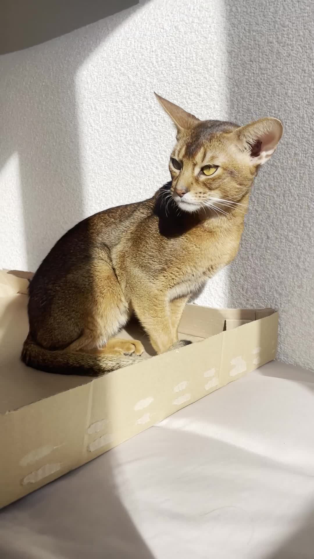 Abyssinian cats for sale: Handsome Abyssinian Boy in Stafford - Video 2