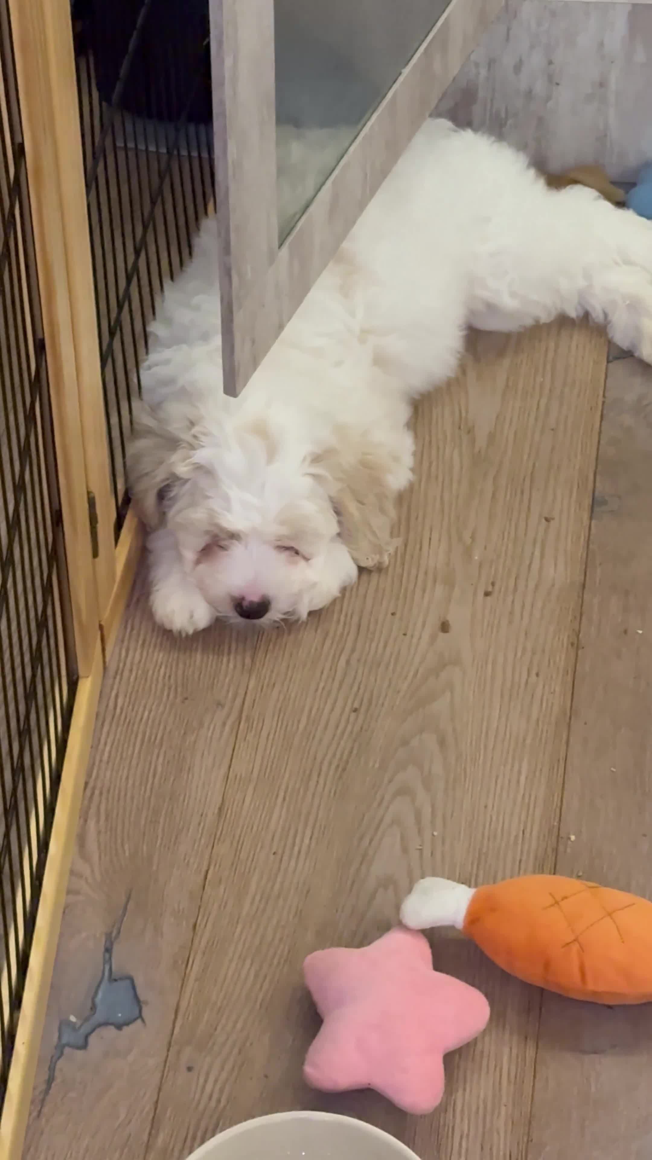 Mixed Breed dogs for sale: Beautiful Tiboodles Boy & Girl for sale  - Video 2